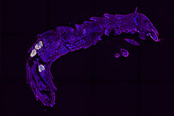 Longitudinal section through a larva of the sawtoothed grain beetle (Oryzaephilus surinamensis).