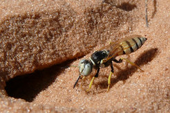 Beewolf in front of its brood cell