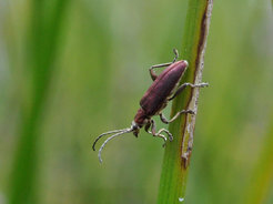 Leaf beetle Donacia thalassina