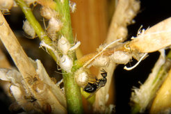 The wasp species Asaphes suspensus is a hyperparasitoid and attacks parasitic wasps that are used to control aphids.