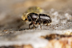 European spruce bark beetle Ips typographus