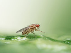 Die Taufliege Drosophila busckii auf faulendem Spinat. Während der Fäulnisgeruch verwandte Arten abstößt, weil er auf giftige Schwefelverbindungen hinweist, werden diese Fliegen von dem Gestank regelrecht angezogen. Ein Forschungsteam hat jetzt herausgefunden warum.