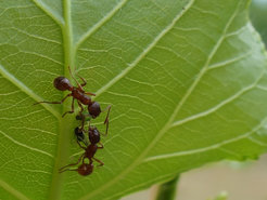 Ants and aphids on a poplar leaf