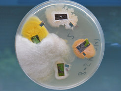 Petri dish with fungal cultures isolated from a poplar leaf.