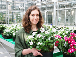 Sarah O’Connor zeigt im Gewächshaus ihre Forschungspflanzen der Art Catharanthus roseus.
