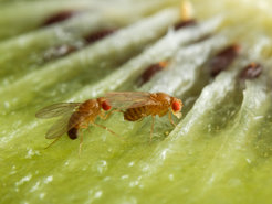 Drosophila melanogaster flies mating on a kiwifruit.
