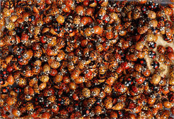 Mass occurrence of Harmonia axyridis