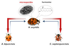 Die Rolle von Mikrosporidien und Harmoninen bei Harmonia axyridis