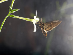 Ein Tabakschwärmer trinkt Nektar aus einer Blüte der Tabakart Nicotiana alata. Der nachtaktive Falter findet seine Nahrungsquelle anhand des Blütendufts und der auffallend hellen Farbe der Blüten. Die visuellen Signale der zu bestäubenden Pflanze und seine Lernfähigkeit helfen ihm möglicherwiese dabei, die durch hohe Ozongehalte der Luft verursachte Störung der chemischen Kommunikation zu kompensieren.