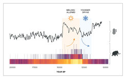 A simplified radiocarbon-dated event (REC) model showing that decreases in megafauna numbers coincided with the return to near-glacial conditions at the start of the Younger-Dryas.